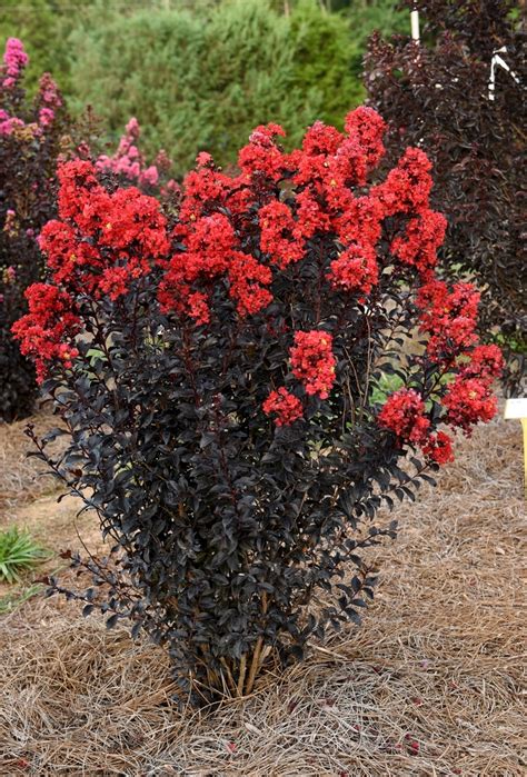 Lagerstroemia Sunset Magic: A Parade of Colors in Your Garden